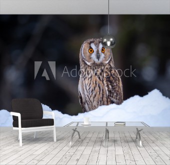 Afbeeldingen van Long-eared owl Asio otus sitting on snow Beautiful owl with orange eyes in snowy forest Long eared owl portrait 